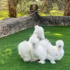 فروخ واطقم دجاج قطني TOP