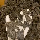 عود كلمنتان