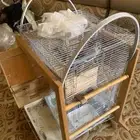 ثلاثة كروان ببغاء للبيع 1 ذكر .. 2 انثى ع السوم