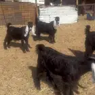 (تم البيع) تيوس منادي ونعيم طيبه