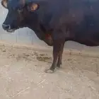 بقره للبيع