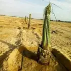 يوجد لدينا جميع انواع أنخيل وجميع مقاساته العربي والواشنطني