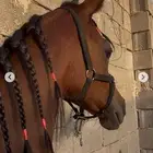 مهر مكس جمال