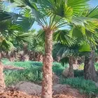 نخيل ابها بجميع انواعه