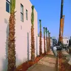 نخل واشنطني زينه جميع المقاسات نخيل واشنطونيا ابو مروحه