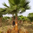 نخيل واشنطني زينه