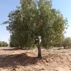 اشجار زيتون معمره