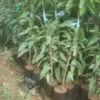 شتلات مانجوا تومي هندي جلن لانجرا