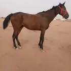فرس ركوب