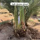نخل للبيع بجميع انوعها باسعر منافسه اخلاص سكري صقعي مجدوال ب