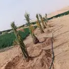 يوجد لدينا جميع انواع النخيل المثمره وجميع المقاسات المختلفه