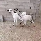 جفرتين بيشية صنف (تم البيع)
