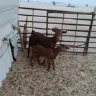 عنز جنوبيه حدرها جفره عمرها حول شهرين العنز اول صاف بدايه