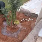 نخيل عسير