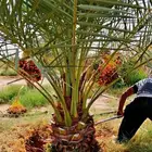 نخل مثمر فاخر للبيع صقعي فسائل حيش نقايل جثايث إخلاص سكري غر