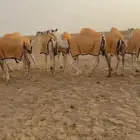 تفصيل اجله ابل