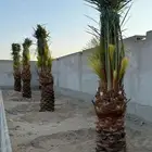 نخيل واشنطن امريكي زينه ونخيل عربي
