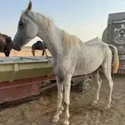 للبيع حصان عربي