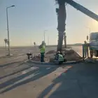 نخل زينه واشنطن أشجار زينه نخل عربي فسايل للبيع