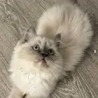 قط هملايا خاليه من الامراض غير مطعمه