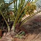 نخل للبيع مع تصدير خارج المملكة البحرين قطر نوفرجميع الاصناف