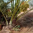 نخل فسايل مثمره