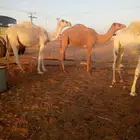 للبيع حشووو بلدي فاخررر