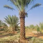 نخل نقوم بتوريد جميع انواع انخل العربي والواشنطني