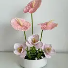 منسق ورد يمني خبره 5 سنوات