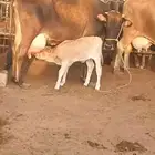 بقره ولد
