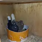 حمام قنادي