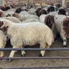 انا اتواجد في حفر الباطن اقدر اشتريلك واشوفلك حلال طيب