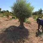 اشجار زيتون