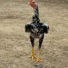 دجاج باكستاني