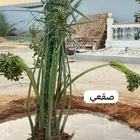 نخل اتربه بيشه خيبر طريب توريد جميع انواع انخيل المثمر