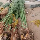 متوفر فسايل النخل مثمرة