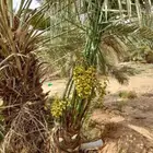 فسائل وجثايث درجه اولى