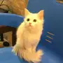 قط شيرازي