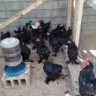 دجاج براهما أسود