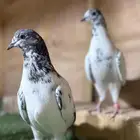 حمام باكستاني بانتيز صافي