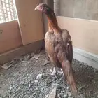 للبيع دجاجتين سندي