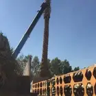 نخل واشنطني امريكي وعربي جميع المقاسات نخيل واشنطني عربي