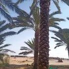 التوريد النخيل العربي والوشنطن ولملوكي والأشجار