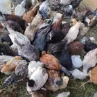 سلام عليكم ديك و دجاج فروخ ديك عربي اصيل عمرهن 3شهو