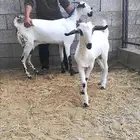 عنز بيشية وتيس