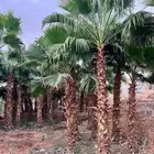 نخل المجمعه