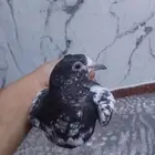 حمام رام