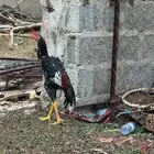 ديوك سندي بيور