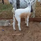 جفره بيشيه