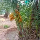 نخيل بجميع انواعه